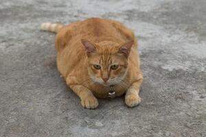 A cat laying on the ground photo