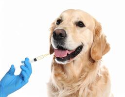 A dog is getting an injection from a person photo