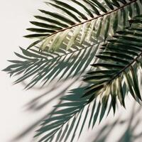 Palm leaves on white background photo