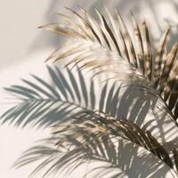 A palm tree with its shadow on a white wall photo