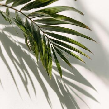 Palm leaves on a wall with shadow photo