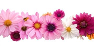 Colorful daisy flowers creating an horizontal floral border on white background photo