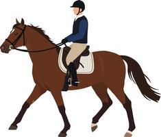 Equestrian horseback rider in navy jacket and helmet riding brown horse on white background vector