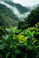 Green leaves with raindrops in misty mountains photo