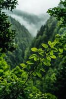 Lush Green Foliage Frames a Misty Valley in a Serene Mountain Landscape During the Early Morning Hours photo