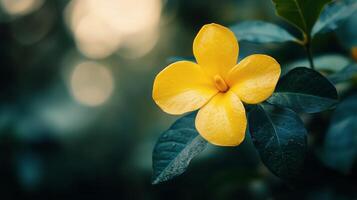 Bright Yellow Flower Blooms Amidst Lush Green Leaves in a Tranquil Garden Setting at Dawn photo
