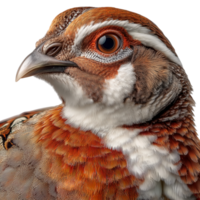 Portrait of a partridge bird with detailed feathers and striking eyes isolated on transprint background png