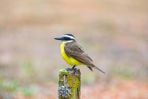 A Great Kiskadee bem te vi, Pitangus sulphuratus, with selective focus highlighting its vibrant yellow breast. The bird is highlighted against a blurred background. Brazilian Bird top 5 photo