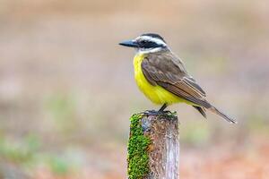 A Great Kiskadee bem te vi, Pitangus sulphuratus, with selective focus highlighting its vibrant yellow breast. The bird is highlighted against a blurred background. Brazilian Bird premium photo