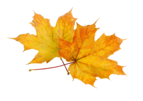 Sugar Maple leaves and branches with transparent background in a lovely format for artistic and design projects. png