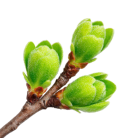 A branch of a tree with green leaves png