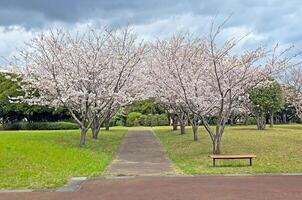 Sakura cherry blossom flowers tree footpath, garden bench and green plants in Japan Tokyo park photo