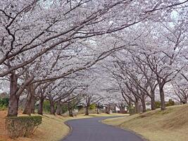 Sakura cherry blossom flowers tree and footpath lane in Japan Tokyo park photo