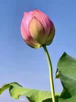 A pink lotus flower with green leaves in front of a blue sky photo