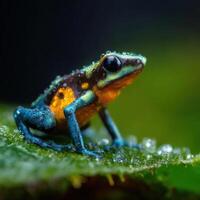 The Bright Jewel of the Amazon photo
