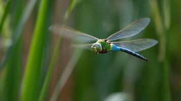 dragonfly flying in green vegetation photo