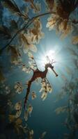 Leafy sea dragon swimming in sunlight photo