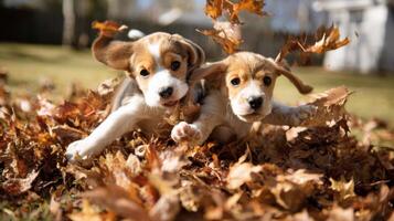 Two beagle puppies playing in leaves photo