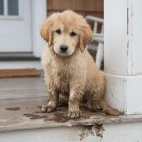 With muddy paws a golden retriever puppy looks ashamed photo