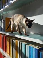 On a minimalist bookshelf an elegant Siamese cat rests photo