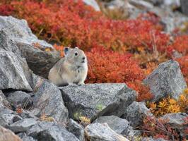The Great Haypile Harvest of a Pika in Autumn photo