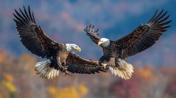 The Violent Dance of a Fighting Bird of Prey photo