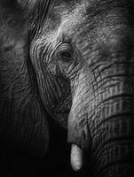 Close-up of an elephant's face photo