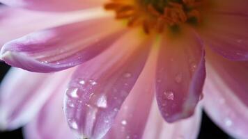 ombre-themed macro flower photo