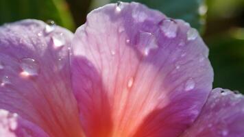 Soft Ombre Floral Macros with Pastel Petal Gradients photo