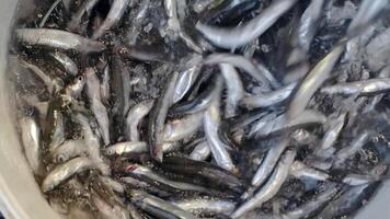 Fresh catch of fish being sorted in a fishing vessel video