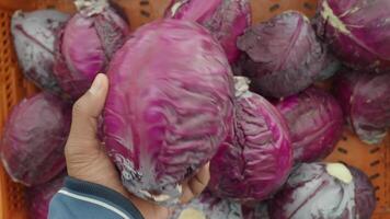 Exploring fresh red cabbage in a local market video