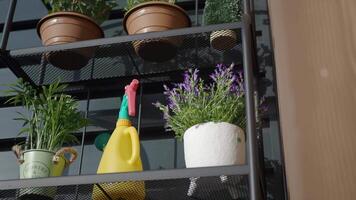 Colorful plants on a modern shelf with tools video