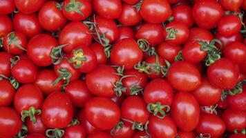 Fresh red tomatoes harvested from local farm video