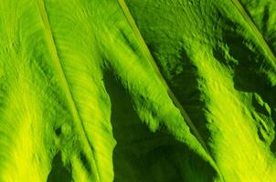 Natural Texture of Light on Green Leaf for Abstract Concept Background photo