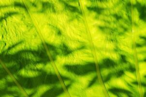Natural Texture of Light on Green Leaf for Abstract Natural Background photo