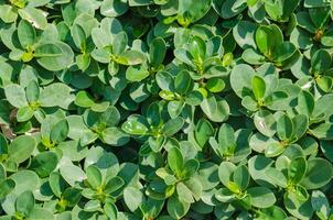 Natural Texture of Green Foliage Bush for Natural Background photo