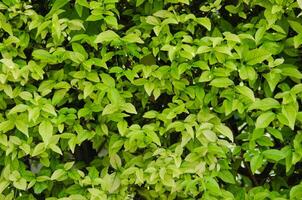 Natural Texture of Green Foliage Bush for Natural Concept Background photo