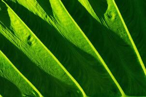 Natural Texture of Light on Green Leaf for Abstract Natural Concept Background photo