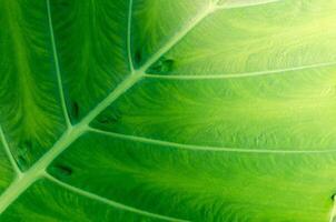 Natural Texture of Green Leaf Close Up for Abstract Natural Concept Background photo