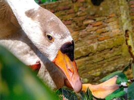 Goose Looking Down in Garden Setting Close-up photo