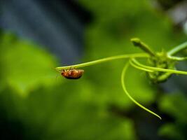 Small Insect Resting on Vine Tendril in Garden Closeup photo