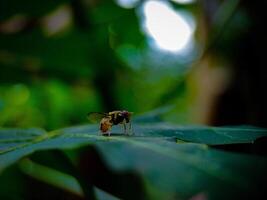 Small Fly Resting on a Green Leaf in Natural Setting photo