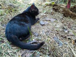 Resting Black Cat Outdoors on Ground with Grass and Leaves photo
