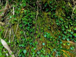 Small Green Leaves Growing on Mossy Surface Close Up photo