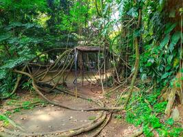 Lush Jungle Vines Enveloping a Metal Gazebo A Serene Tropical Scene photo