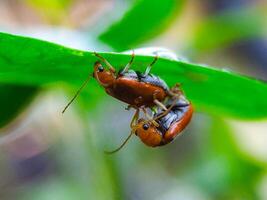 Two Mating Beetles on a Green Leaf in Nature photo