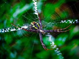 Spider Resting on Its Web in Natural Green Habitat photo