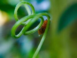 Bug Resting on Green Vine with Water Droplet Macro Shot photo