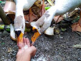 Feeding Geese From Hand in Natural Outdoor Setting photo