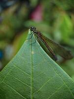 Dragonfly Resting on Green Leaf in Outdoor Setting photo